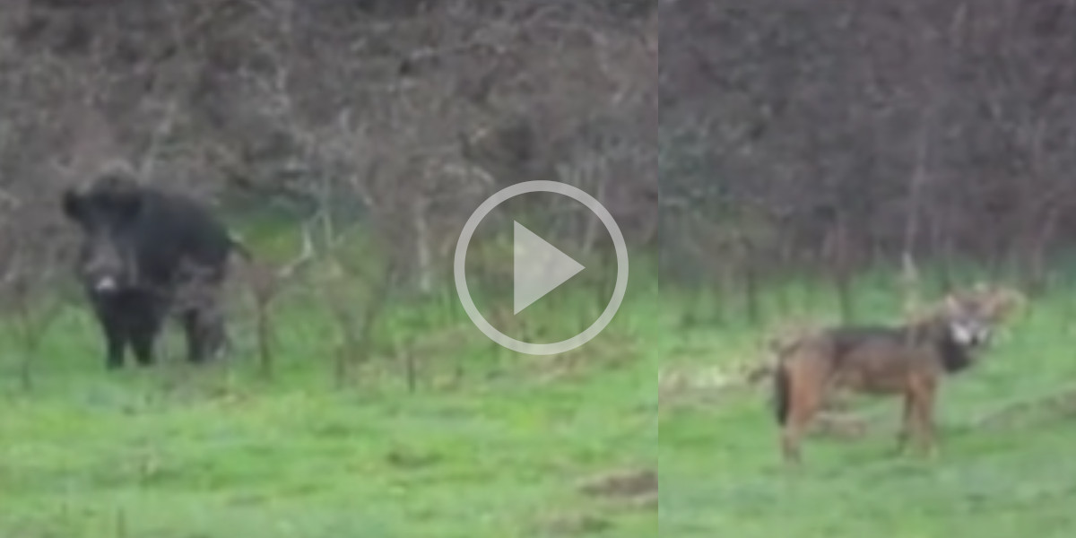 [Vidéo] Un énorme sanglier chasse des loups sur son passage