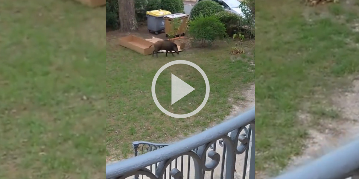 [Vidéo] Un sanglier en balade dans un quartier résidentiel à Arcachon