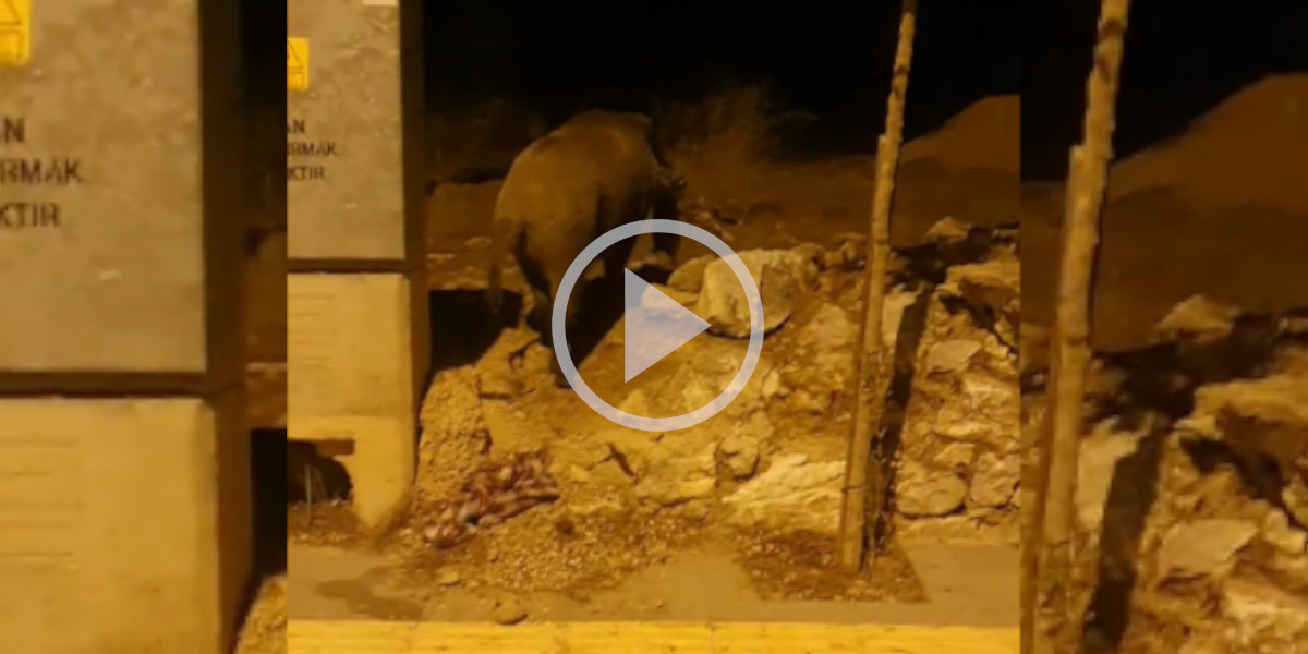 [Vidéo] Un sanglier surpris en train de dévorer un chat par un automobiliste