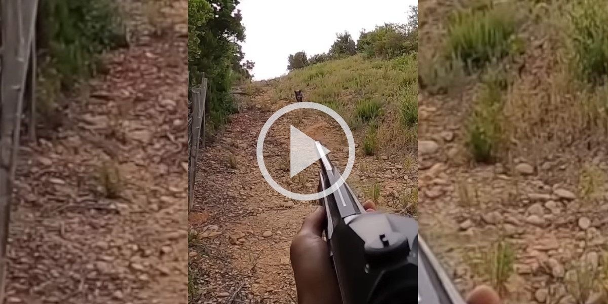 [Vidéo] Un sanglier vient droit vers un posté lors d’une chasse en Corse