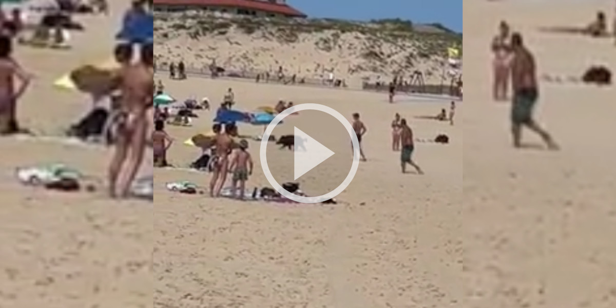 [Vidéo] Un sanglier traverse les plages de Vieux-Boucau-les-Bains dans les Landes