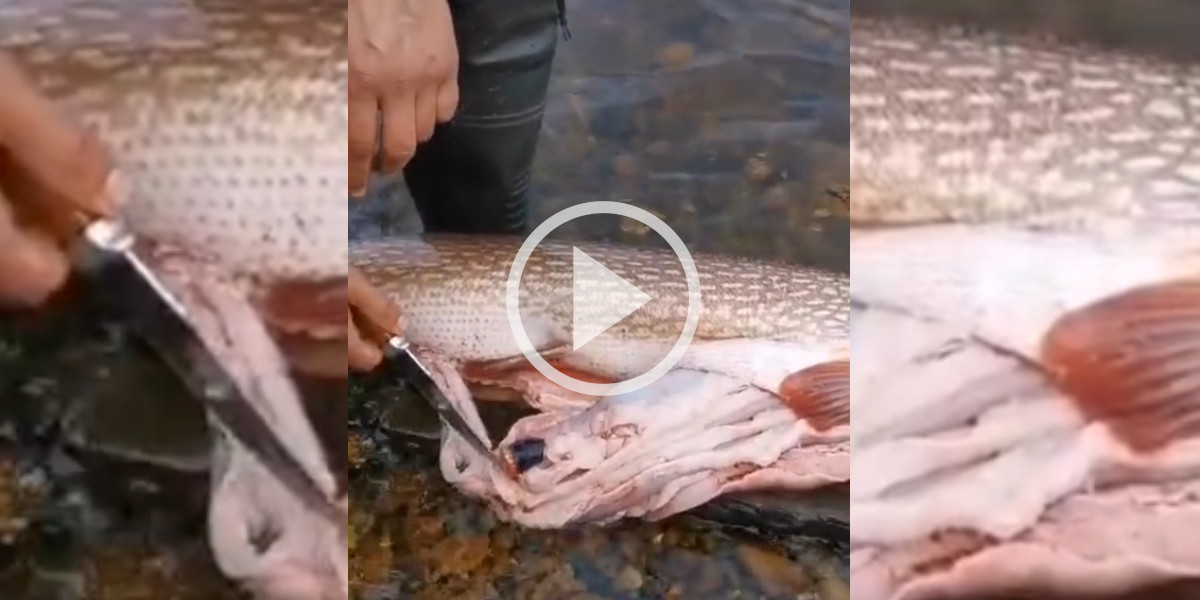 [Vidéo] Un pêcheur fait une étrange découverte dans l’estomac d’un brochet