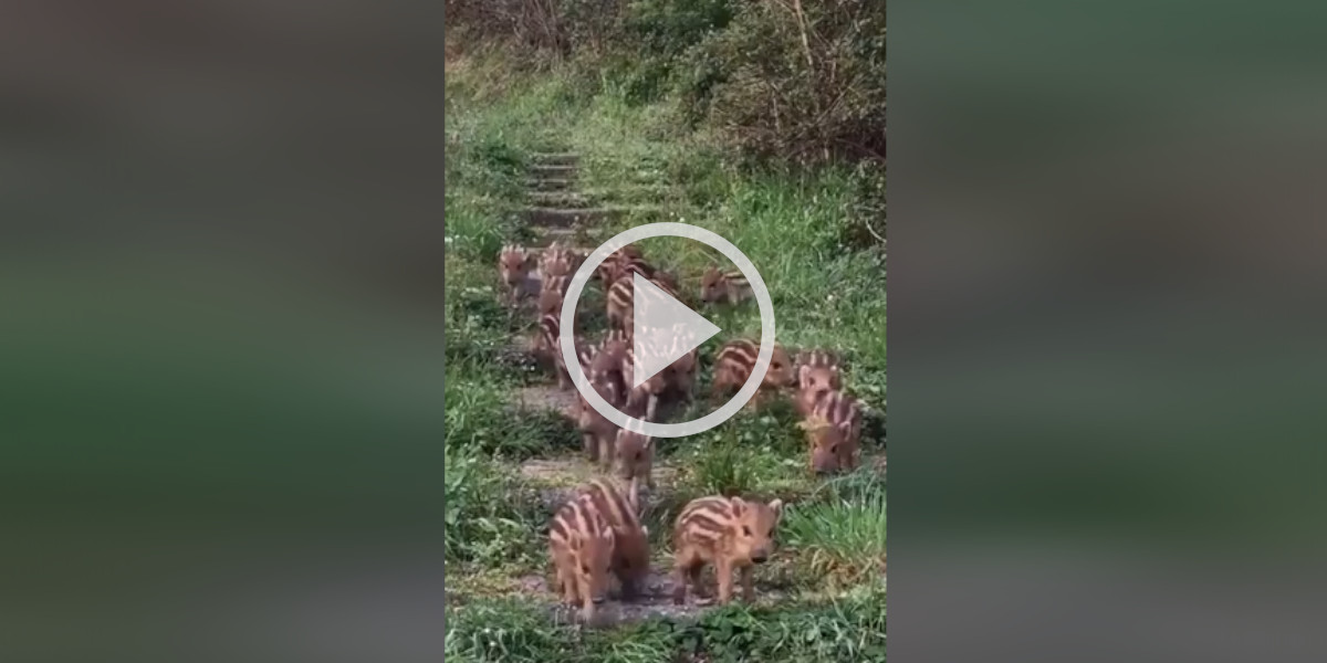 [Vidéo] Toute une troupe de marcassins bien curieux vont à la rencontre d’un promeneur