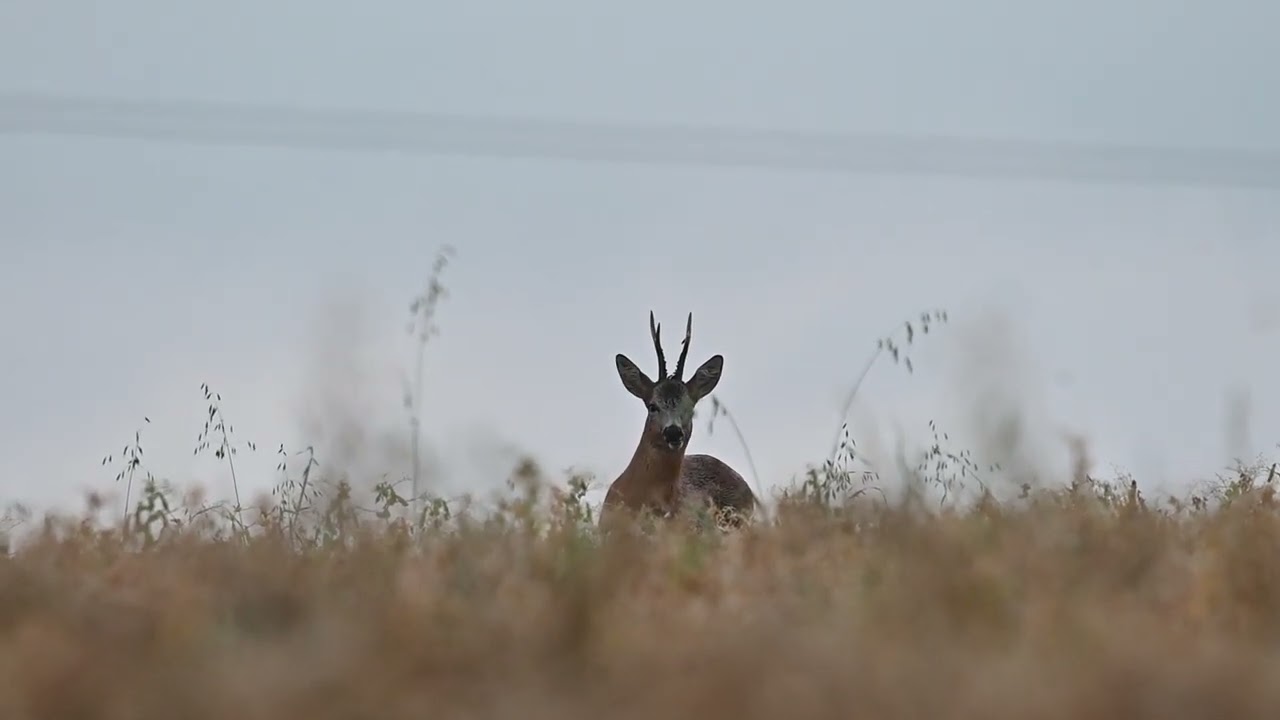 [Vidéo] Face à face avec un brocard dans un champ