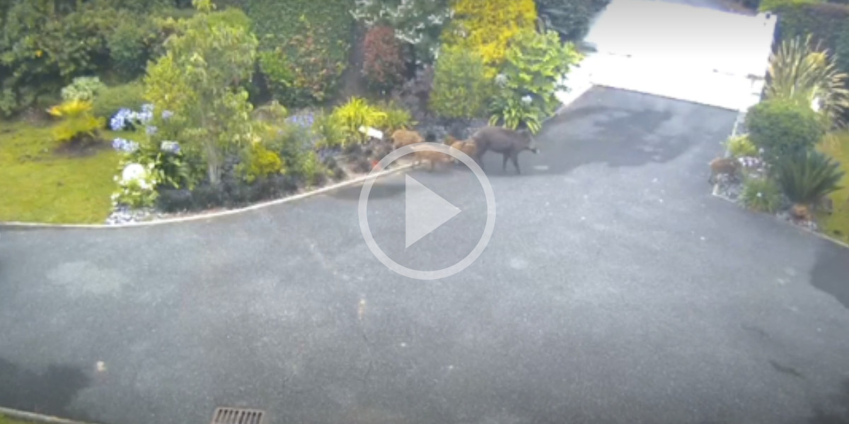 [Vidéo] Un habitant de Biarritz filme 18 sangliers dans son jardin