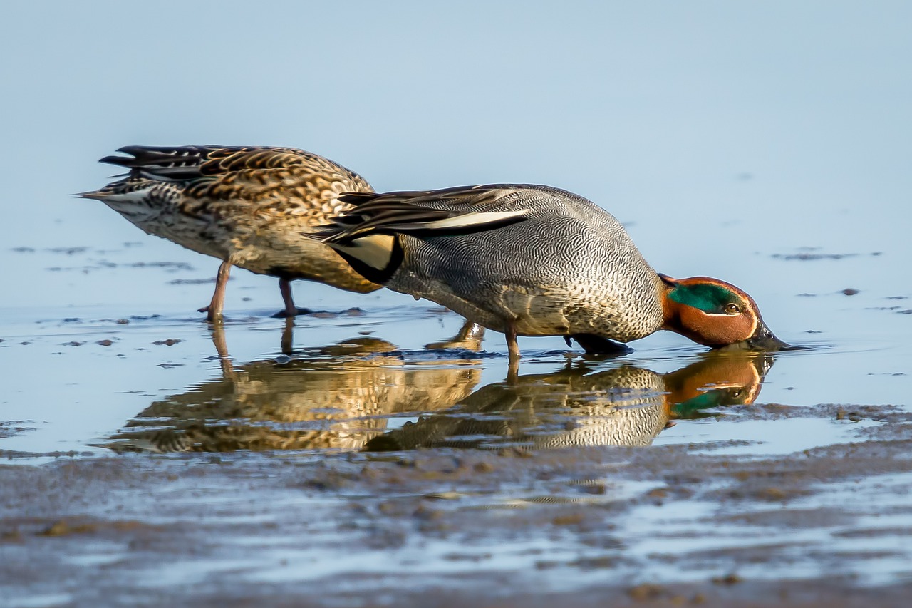 Chasse du gibier d’eau : une nouvelle campagne de récolte d’ailes commence pour l’ISNEA, l’ANCGE et la FNC