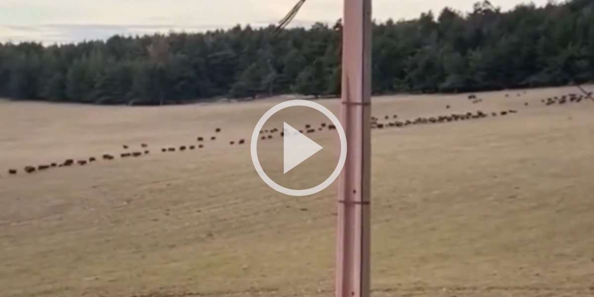 [Vidéo] Une énorme compagnie de sangliers traverse la plaine au pas de course