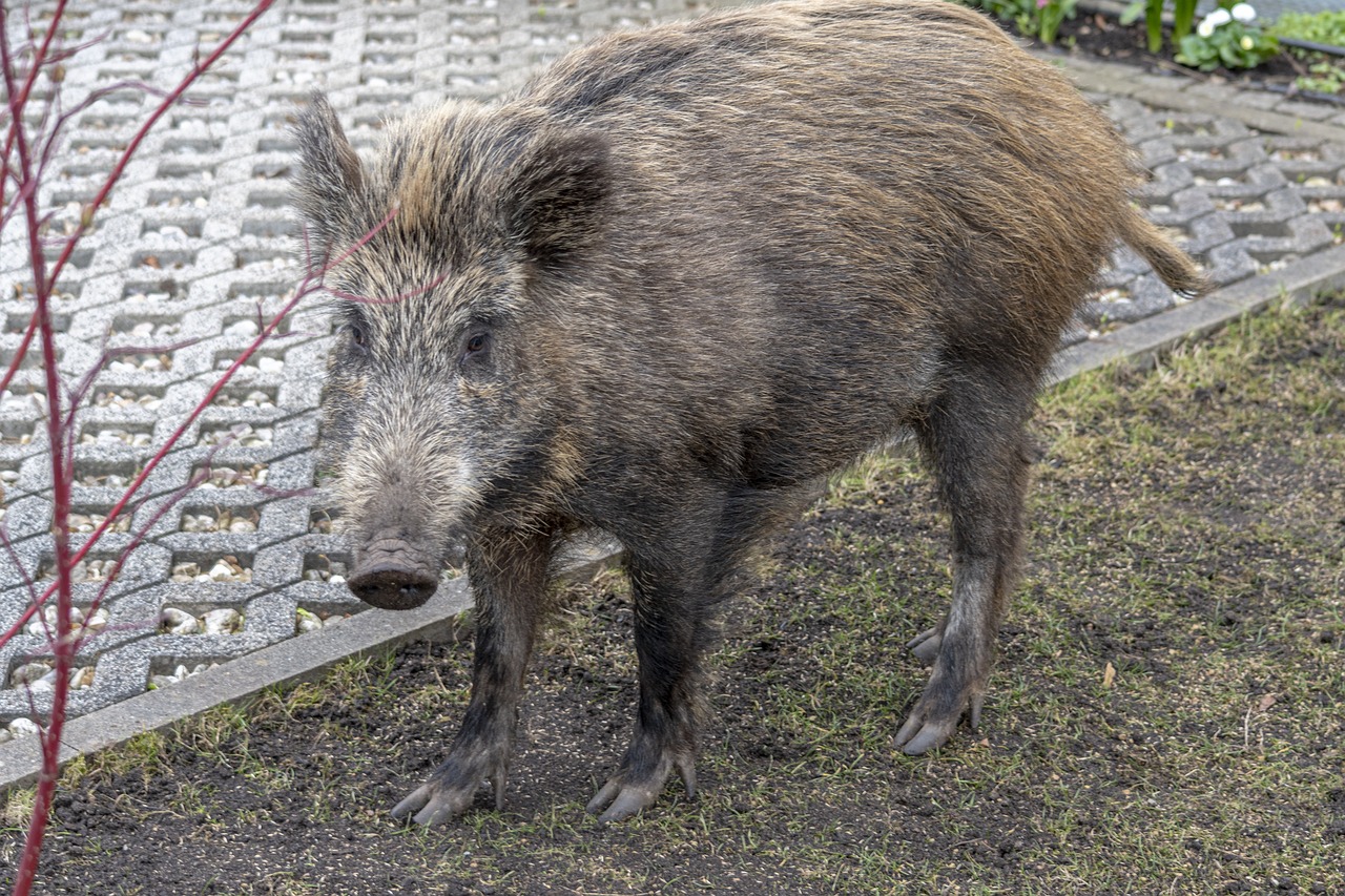 Les chasseurs autorisés à chasser les sangliers dans les jardins privés dans une commune du Luxembourg