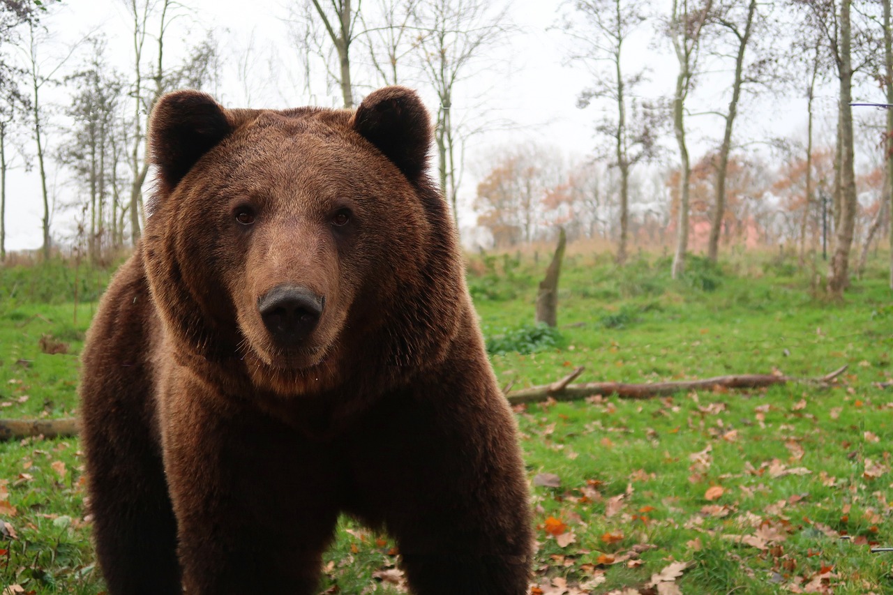 Un jeune garçon sauve la vie de son père en cognant un ours à la tête en pleine chasse