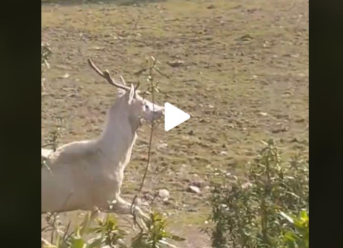 [Vidéo] Un cerf entièrement blanc
