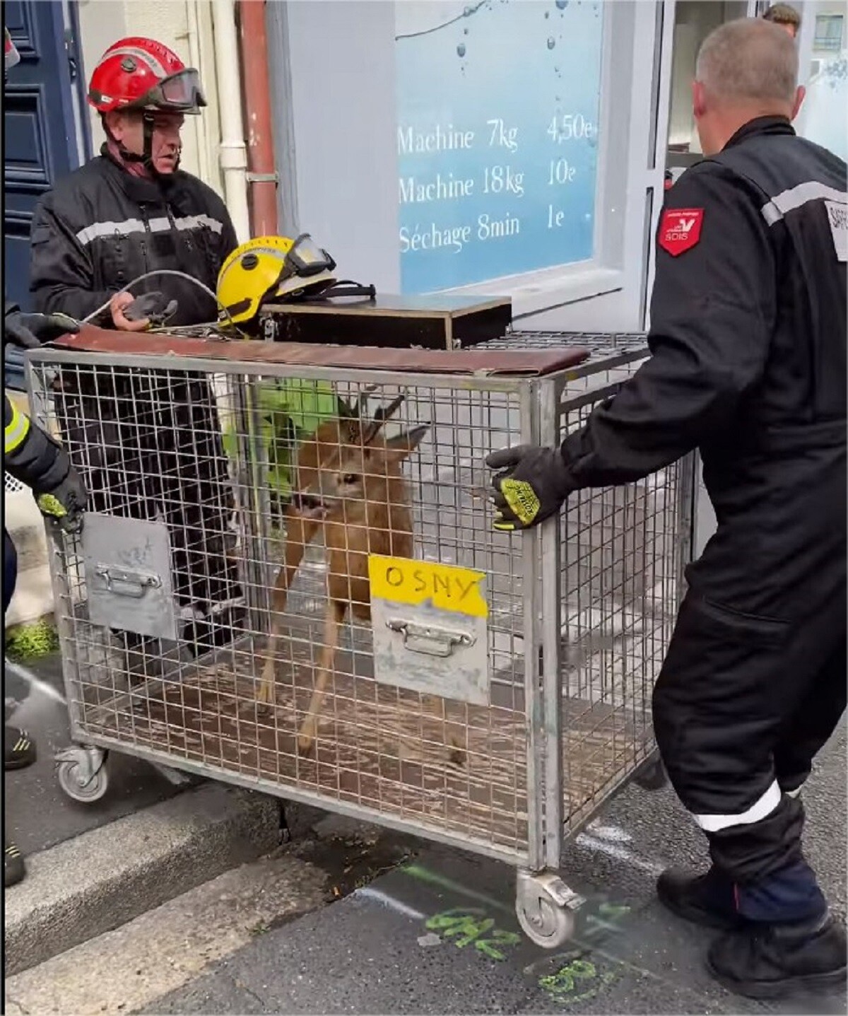 Un chevreuil sauvé en plein centre ville de Pontoise