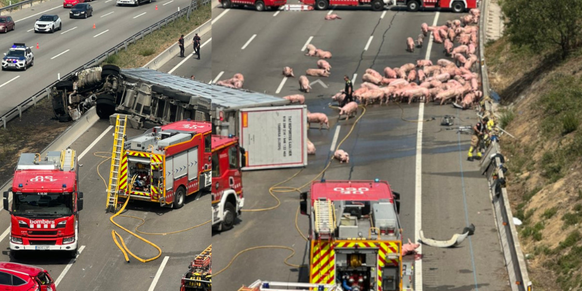 Des cochons en pagaille sur l’autoroute en direction de Perpignan suite à un accident