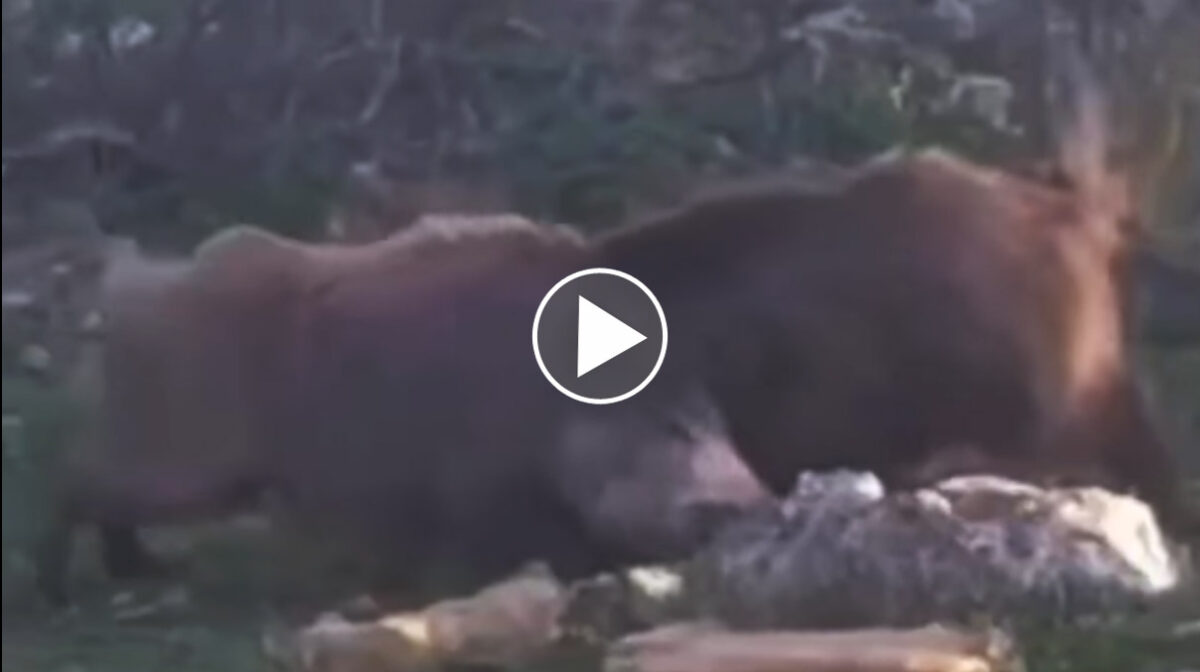 [Vidéo] Un combat acharné entre 2 sangliers