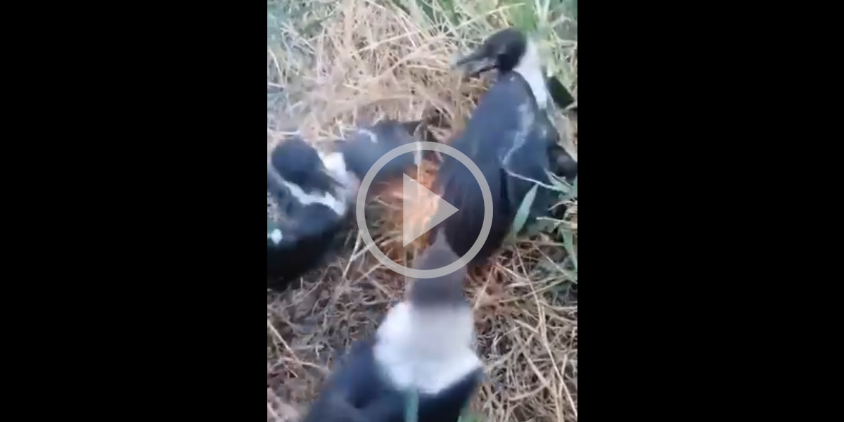 [Vidéo] Quand les corvidés s’attaquent aux incendies en pleine nature