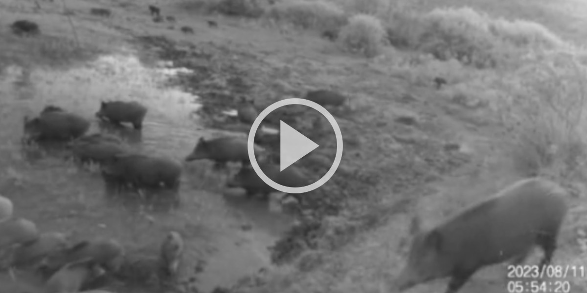 [Vidéo] Des sangliers envahissent un point d’eau juste devant un piège photo