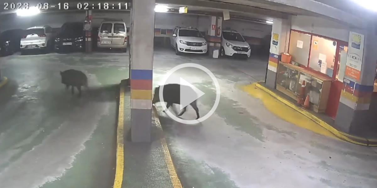 [Vidéo] Deux sangliers en goguette ont été filmés dans un parking souterrain