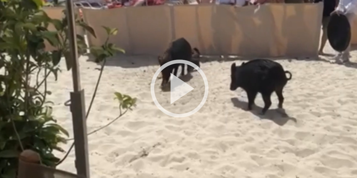 [Vidéo] Une dizaine de sangliers ont fait une balade sur les plages au milieu des touristes dans le Var