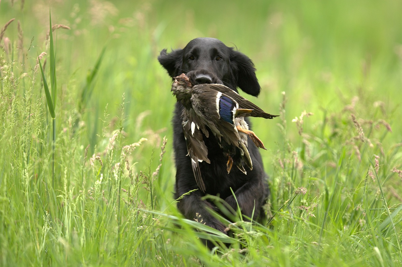 La journée internationale du chien, c’est aujourd’hui!