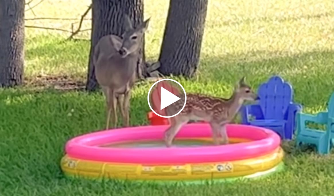 [Vidéo] Un faon s’éclate dans une piscine gonflable