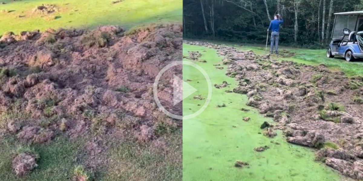 [Vidéo] Le golf de Saint-Genis-Pouilly complètement ravagé par les sangliers