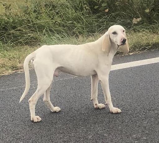 « Gump », un chien errant de race porcelaine qui a parcouru 1000km en un mois a besoin d’aide