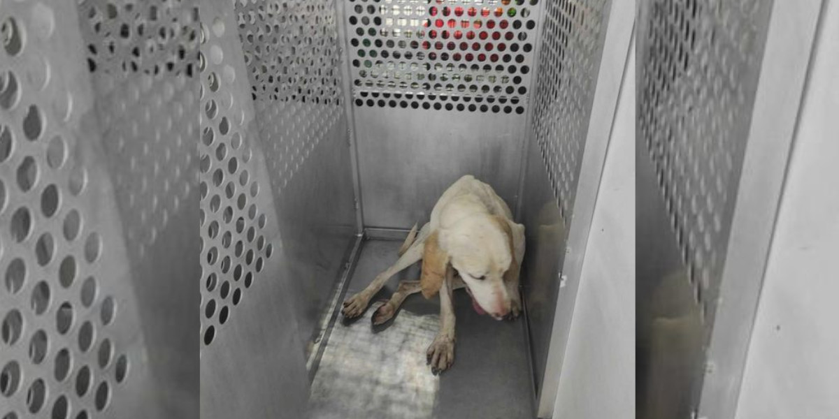 Gump le chien porcelaine qui errait depuis un mois dans le Sud-Ouest a été sauvé