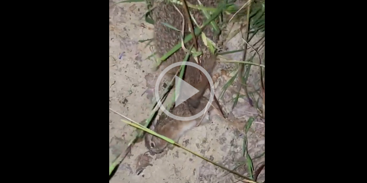 [Vidéo] Un hérisson s’attaque à un levreau