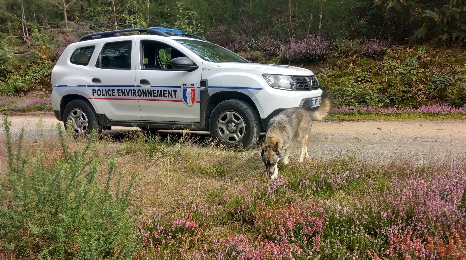 🚨 Alerte info : le loup aperçu en Sarthe n’en était pas un