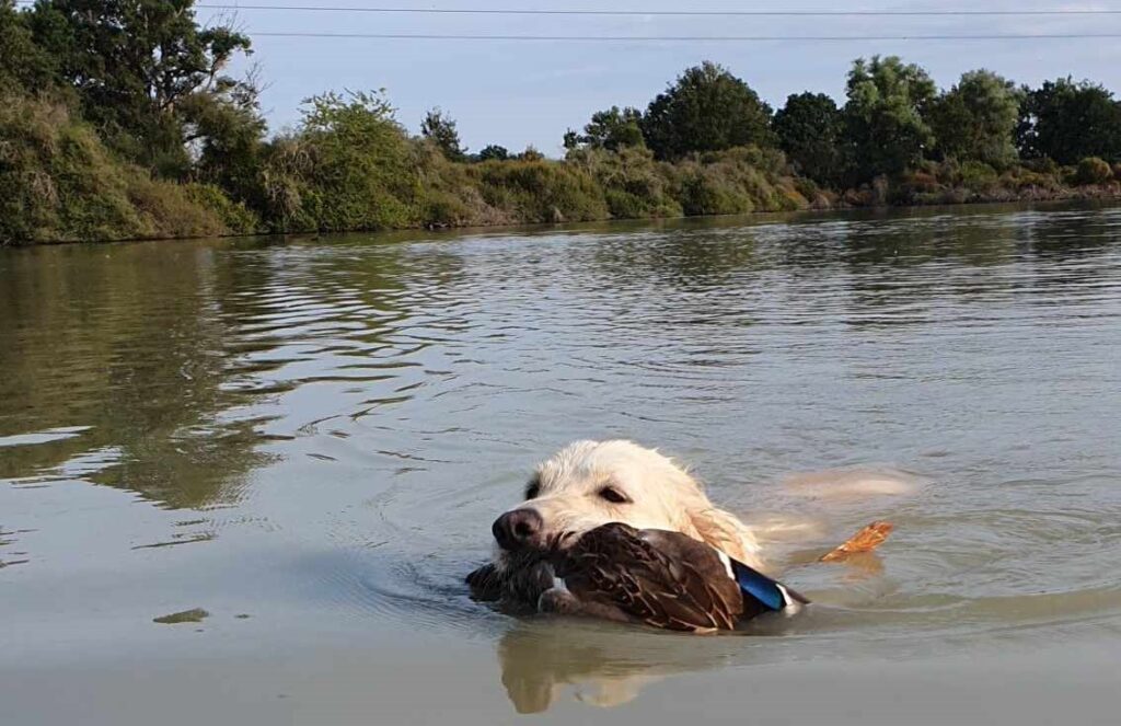 Ouverture du gibier d'eau J3 Chasse Passion