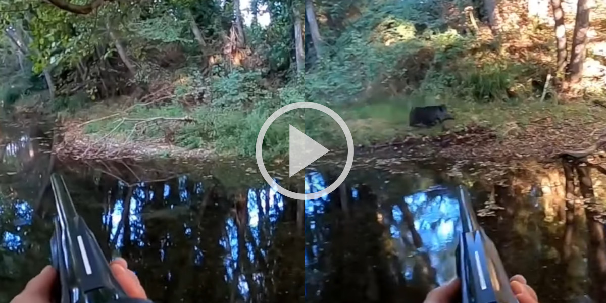 [Vidéo] Un beau sanglier prélevé au bord de l’eau