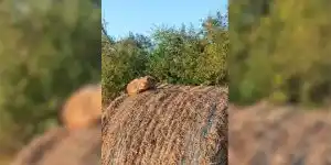 renard se dore la pilule