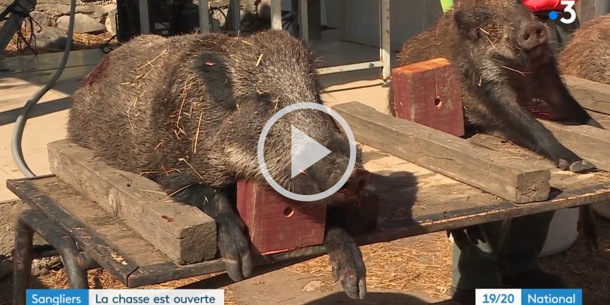 [Vidéo] Un reportage sur l’ouverture de la chasse en demi-teinte proposé par France Télévision