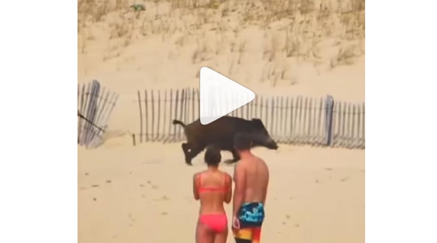 [Vidéo] Un sanglier chassé d’une plage par les forces de l’ordre