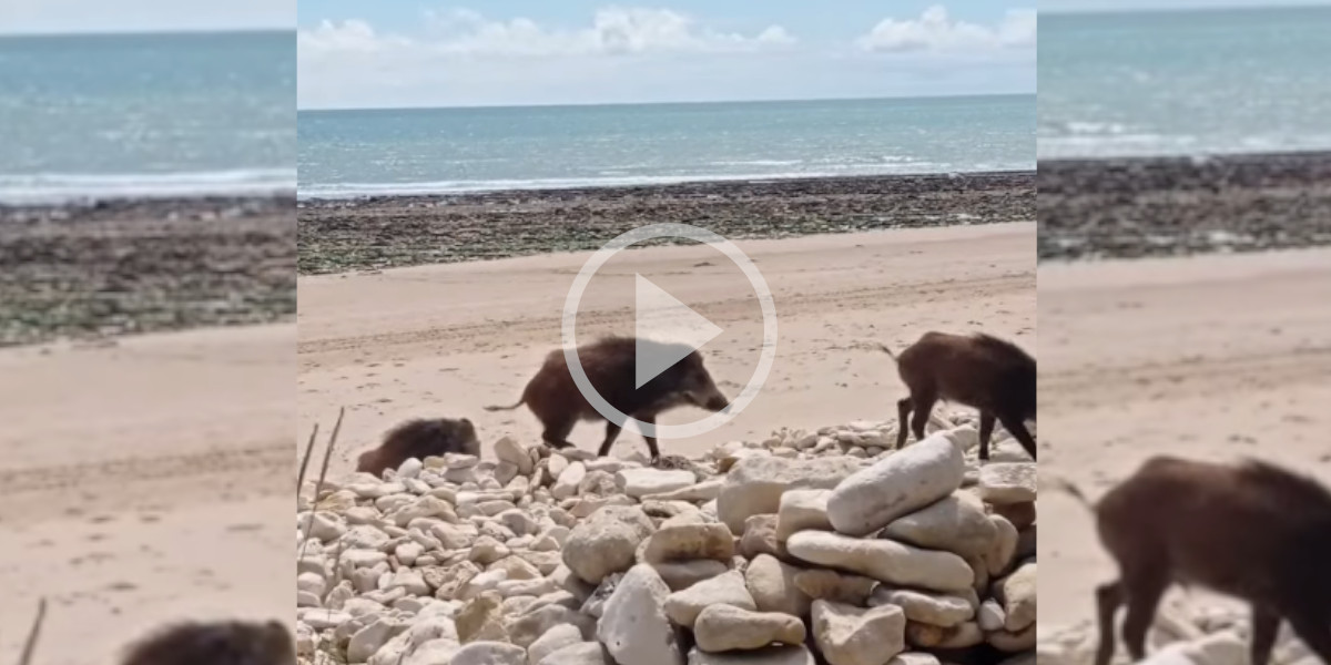 [Vidéo] Les sangliers sont chez eux sur les plages de Vendée