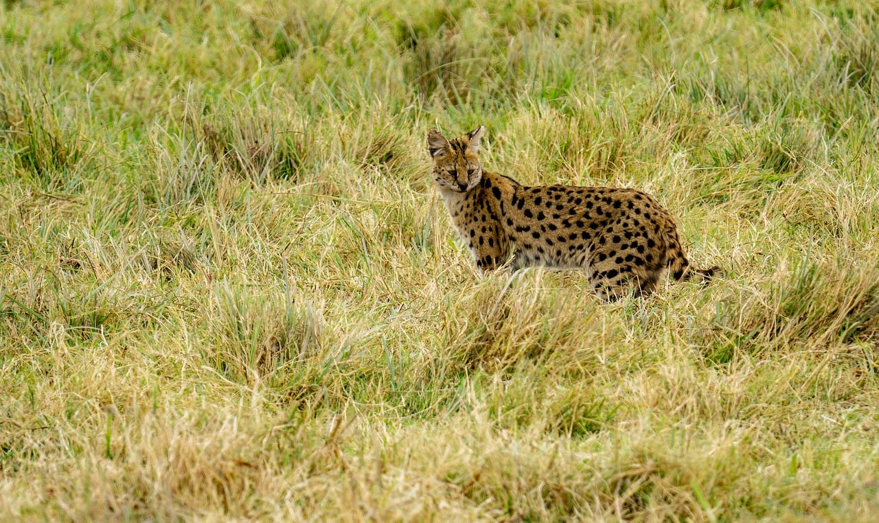 Le serval pourrait-il un jour se retrouver à l’état sauvage en France?