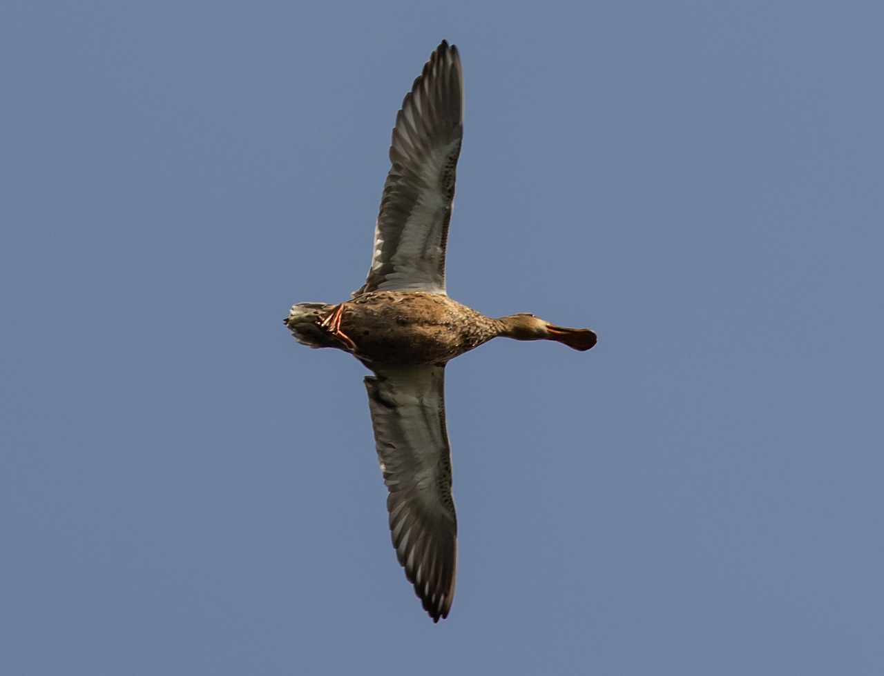 Ouverture 2023 de la chasse du gibier d’eau, c’est le jour J!