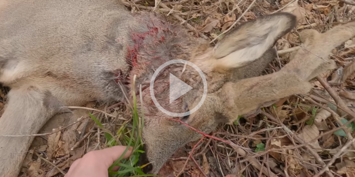 [Vidéo] Un jeune chasseur prélève un brocard et un sanglier en battue