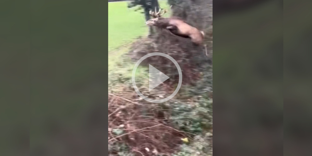 [Vidéo] Un cerf surpris dans une allée alors qu’il sort du bois