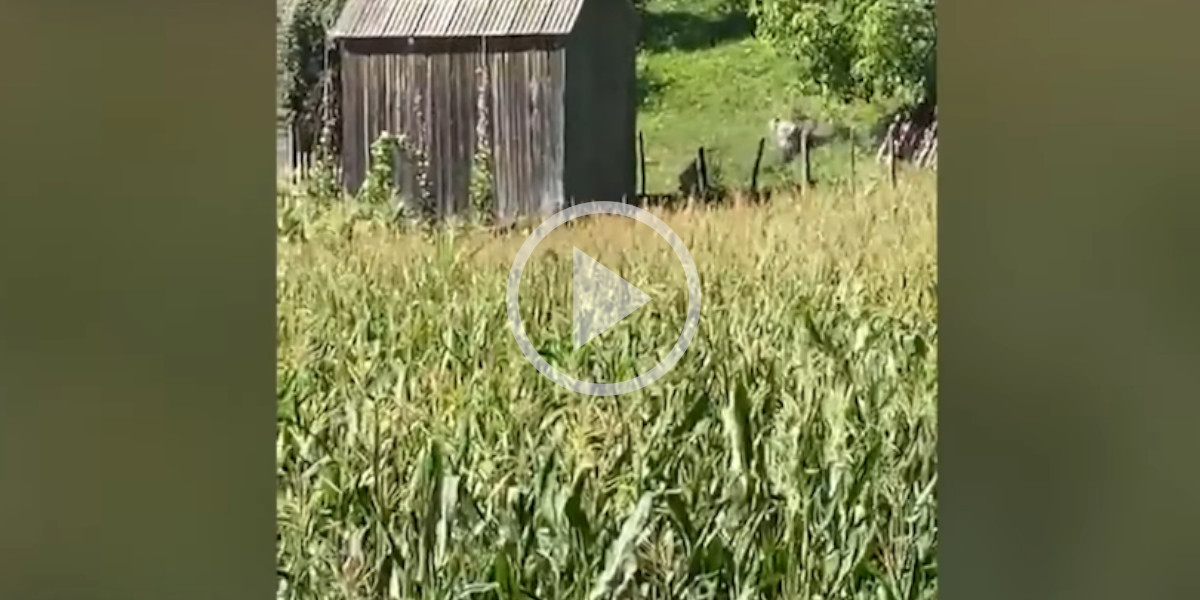 [Vidéo] Deux chasseurs sauvent la vie d’un homme attaqué par un ours