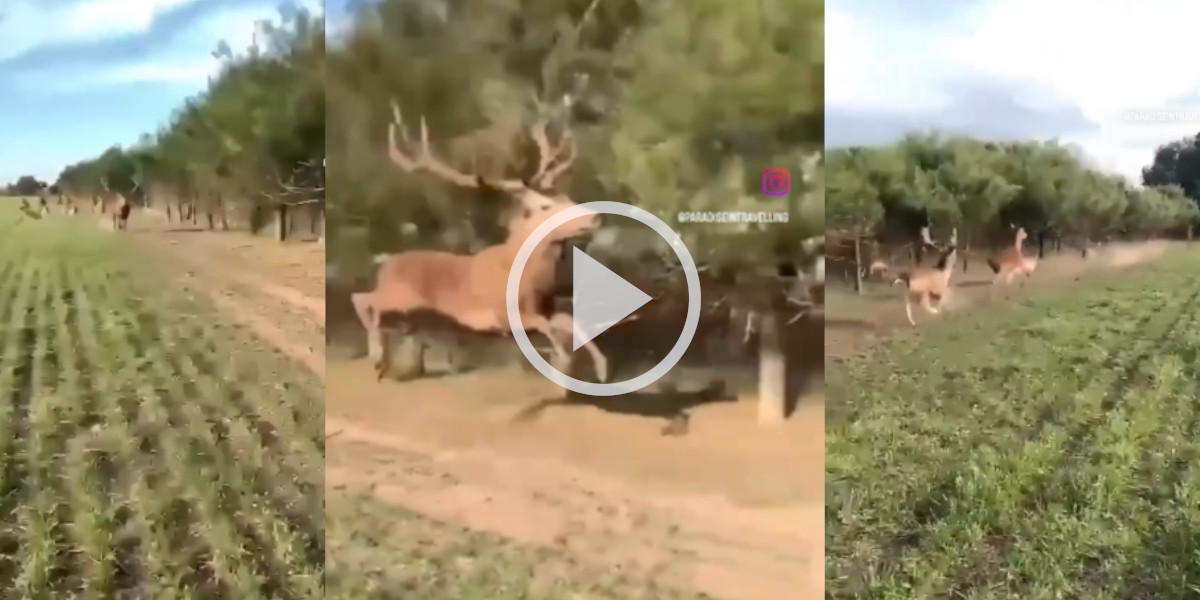 [Vidéo] Un homme pris dans le passage d’une harde de cervidés en pleine course