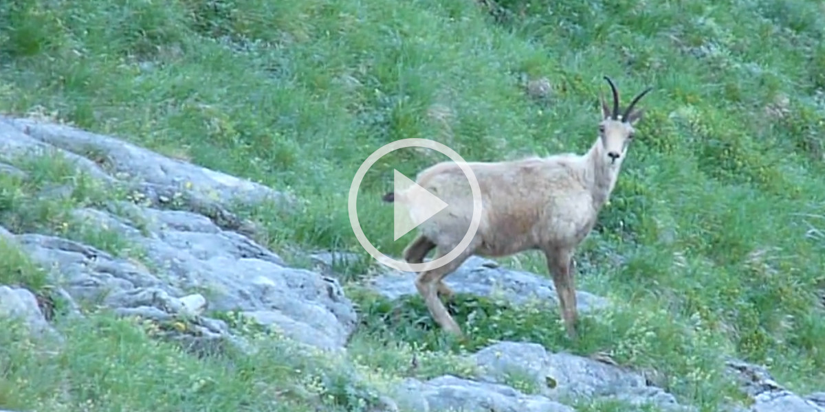 [Vidéo] L’attitude très territoriale d’un bouc lors d’un comptage isard dans les Hautes-Pyrénées