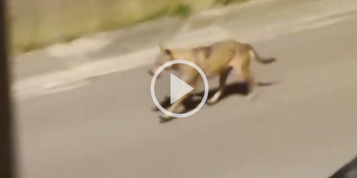 [Vidéo] L’attaque d’un loup sur un marcassin filmé en pleine rue