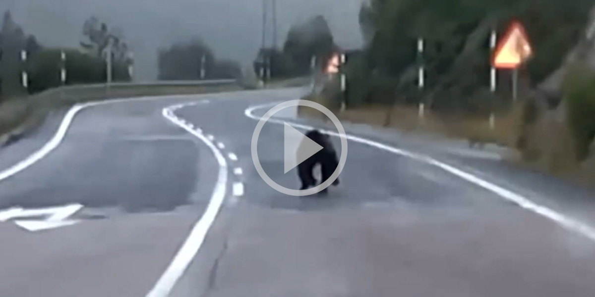 [Vidéo] Un ours vu en plein sprint sur une route aux frontières de l’Ariège