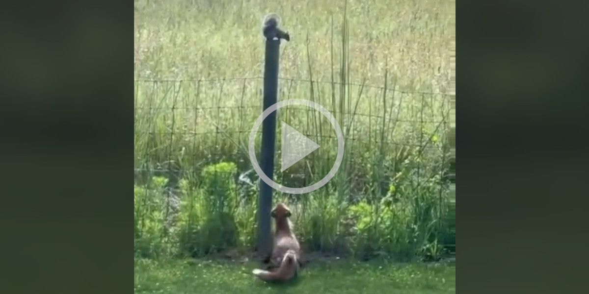[Vidéo] Un écureuil donne bien du fil à retordre à un renard qui essaie de l’attraper