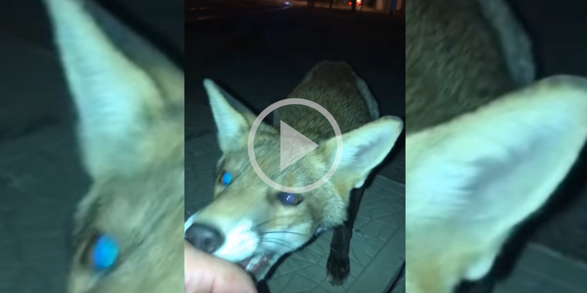 [Vidéo] Un homme essaie d’amadouer un renard en ville mais ça ne se passe pas comme prévu