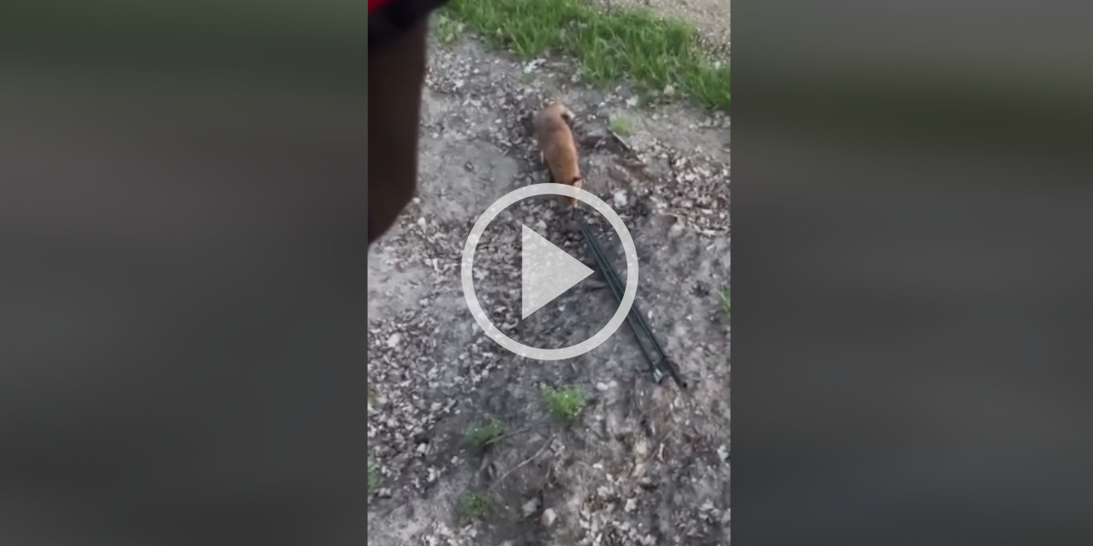 [Vidéo] Un renard essaie de voler la canne de pirsch d’un chasseur
