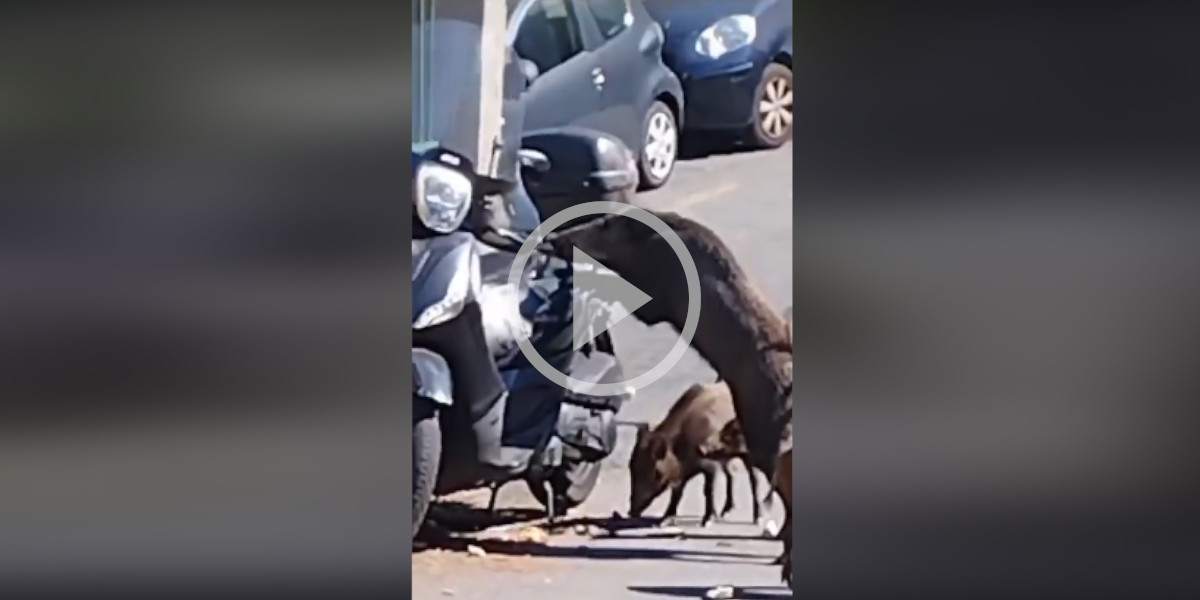 [Vidéo] Un sanglier grignotte la selle d’un scooter et essaie d’ouvrir le top case en pleine rue