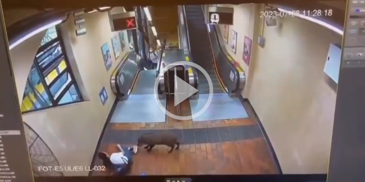 [Vidéo] Un sanglier dévale un escalator vers le métro et charge des voyageurs