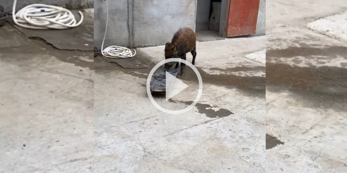 [Vidéo] Un sanglier fait du skateboard