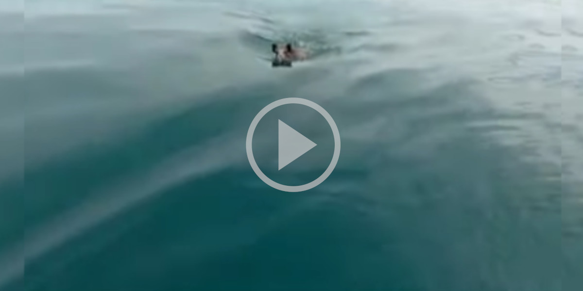[Vidéo] Un sanglier filmé en pleine mer au large des côtes de Saint-Malo